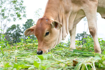 Horse grazing in a field