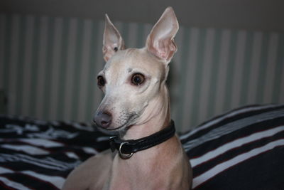 Close-up portrait of a dog at home