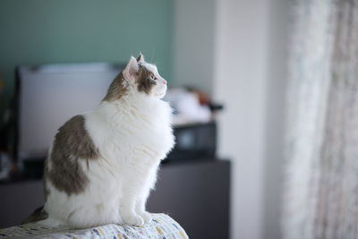 White cat sitting on top of a small shelf looking outside