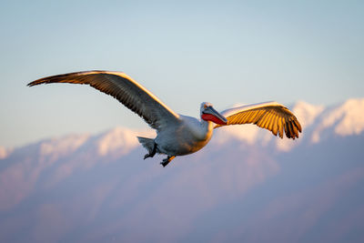 Low angle view of bird flying against clear sky