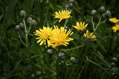 Close-up of yellow flowering plant