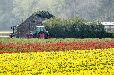 View of flowering plants growing on field