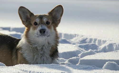 Close-up portrait of dog during winter