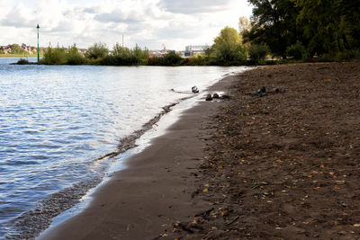 View of birds on beach against sky