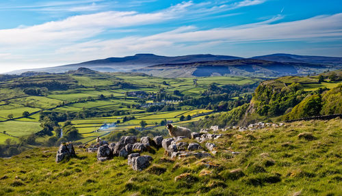 Swaledale sheep overlooking ribblesdale and langcliffe scar.