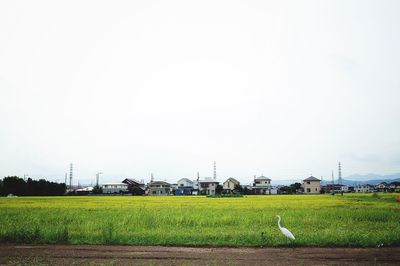 Birds in field against clear sky