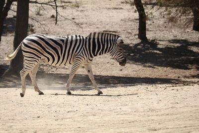 Side view of zebra on field