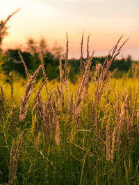 Close-up of stalks in field against sky