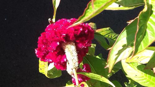 Close-up of pink flowers