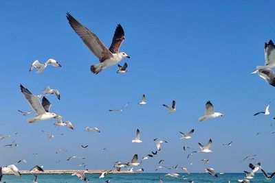 Low angle view of seagulls flying against clear sky in oman