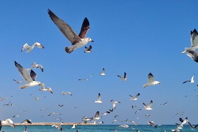 Low angle view of seagulls flying against clear sky