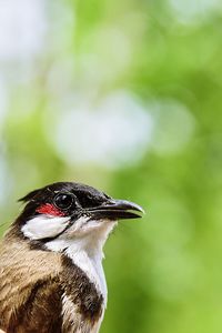Close-up of red-whiskered bulbul looking away