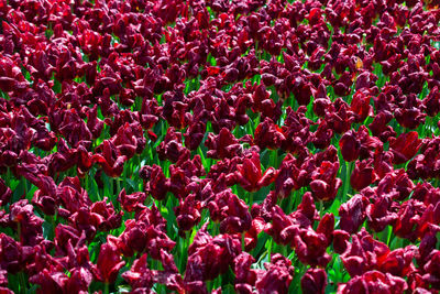 Full frame shot of red flowering plants on field