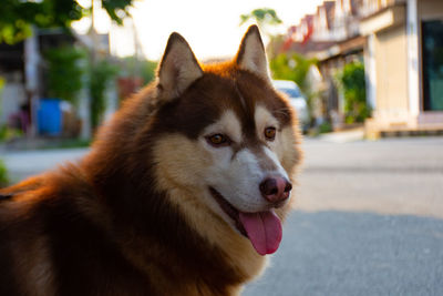 Close-up of dog looking away in city