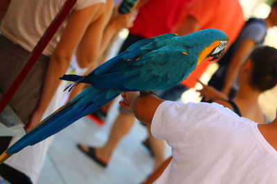 Close-up of bird perching on hand