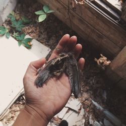 Cropped hands holding dead bird