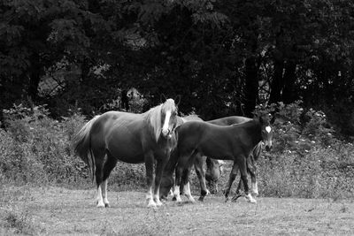 Horses grazing on field