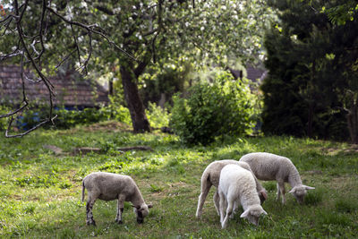 Sheep grazing in a field