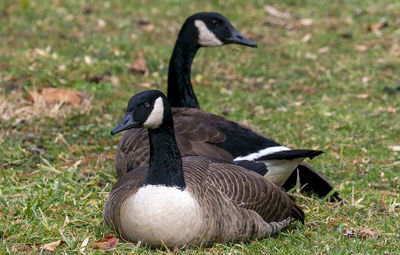 Close-up of geese on field