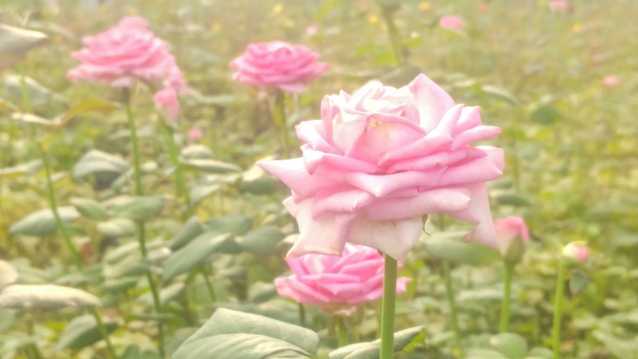 PINK FLOWERS BLOOMING IN PARK