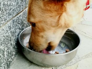 Close-up of dog by water