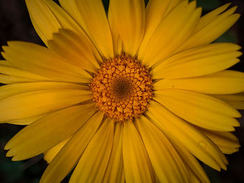 Close-up of yellow flower