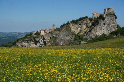 Yellow flowering plants on field by mountain against sky