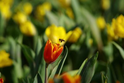 Close-up of insect on yellow flower