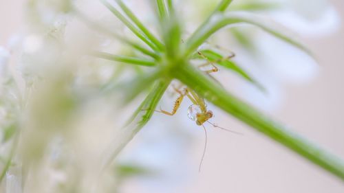 Close-up of insect on plant