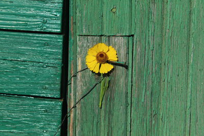 Close-up of yellow flower on wooden fence