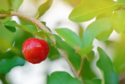 Close-up of red berries growing on tree