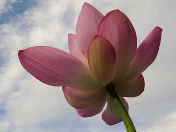 Close-up of pink water lily against sky