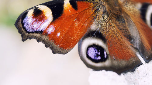 Close-up of butterfly on snow