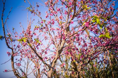 Low angle view of cherry blossoms against sky