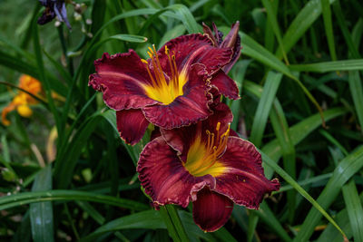 Close-up of red lily blooming outdoors