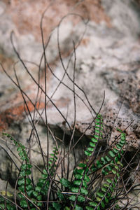 Close-up of dry plants on field