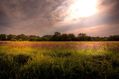 Scenic view of flowering plants on field against sky during sunset