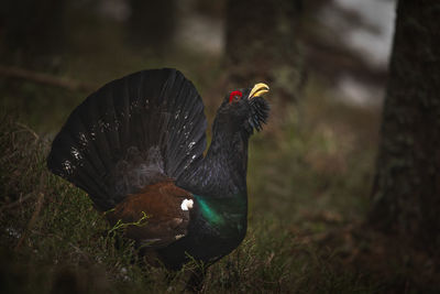 Capercaillie in the mating season from carpathian mountains, romania. wildlife photography of birds