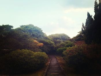 Footpath amidst trees