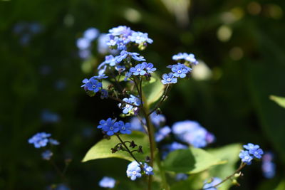 Close-up of blue spring flowers