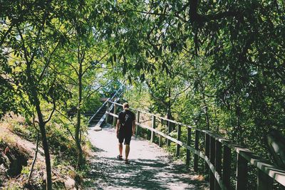 Rear view of man walking amidst trees in forest
