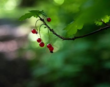 Close-up of red berries growing on tree