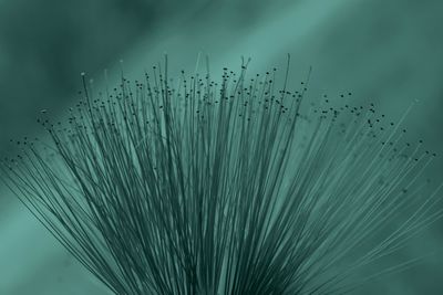 Tall grass against sky