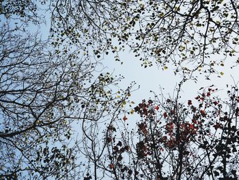 Low angle view of tree against sky