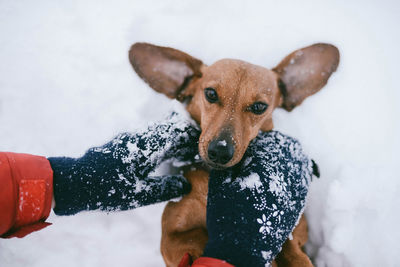 Cropped hand with dog during winter