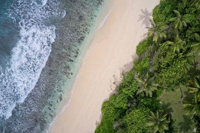 Aerial view of palm trees and beach forming patterns in nature background praslin, seychelles.