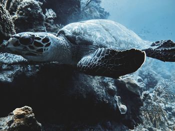 Close-up of turtle swimming in sea