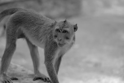 Portrait of monkey standing on land