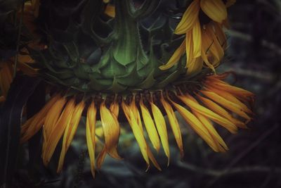 Close-up of yellow flower