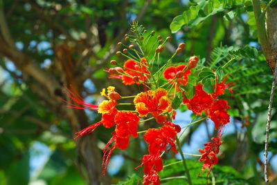 Close-up of red flowers blooming on tree